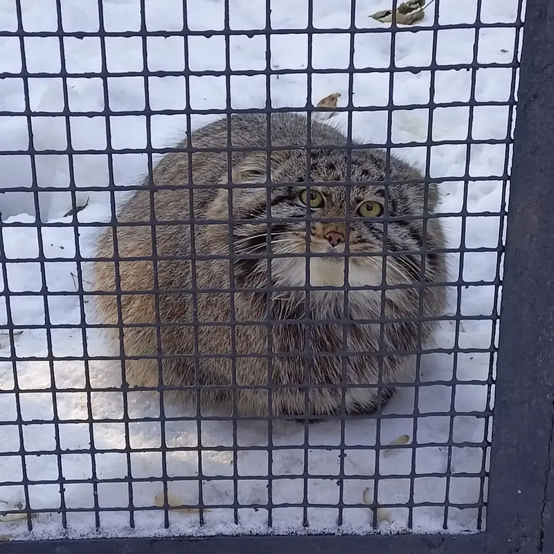 Фотография Серого в Новосибирском Зоопарке