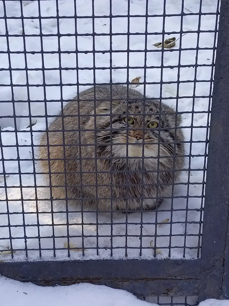 Фотография Серого в Новосибирском Зоопарке