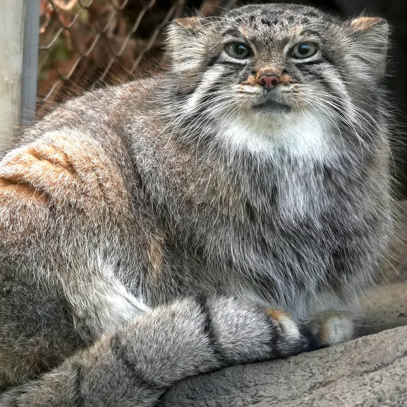 Фотография Аз в Царстве Животных Кобе