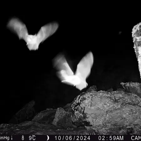 Фотография с манулом с фотоловушки Жунды 2