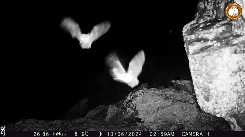 Фотография с манулом с фотоловушки Жунды 2 [новинка]