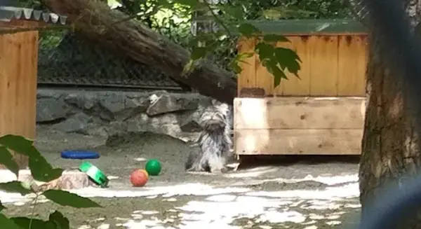 Фотография с манулом