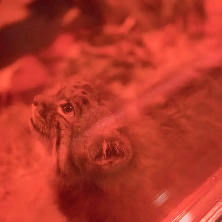 Фотография Найма в Зоопарке Уено