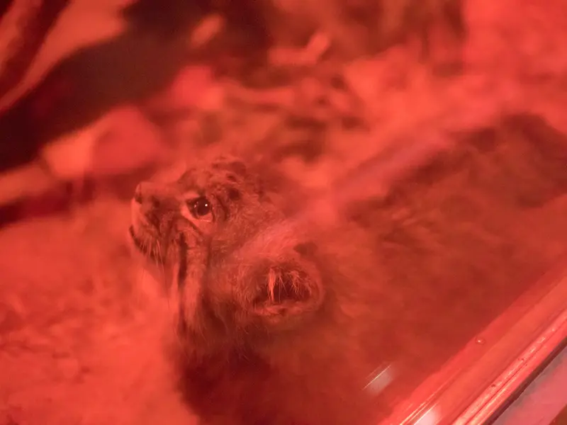 Фотография Найма в Зоопарке Уено