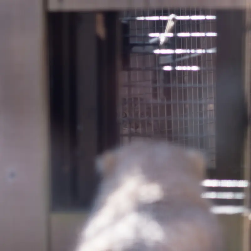 Фотография Лотоса и Оливы в Детском зоопарке Сайтама