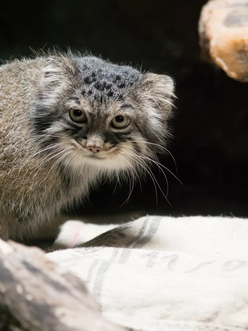 Фотография Шафран в Зоопарке Уено