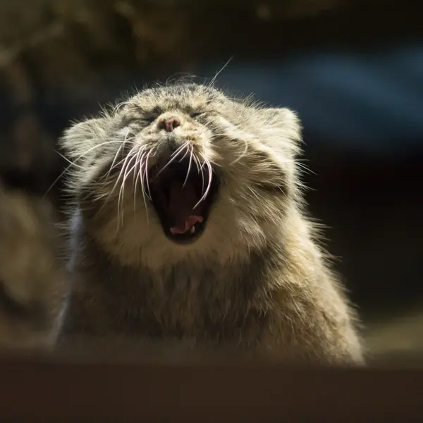 Фотография Примулы в Зоопарке Уено