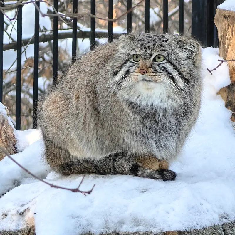 Фотография Евчика 2024 Г.р. Ⅳ в Новосибирском Зоопарке