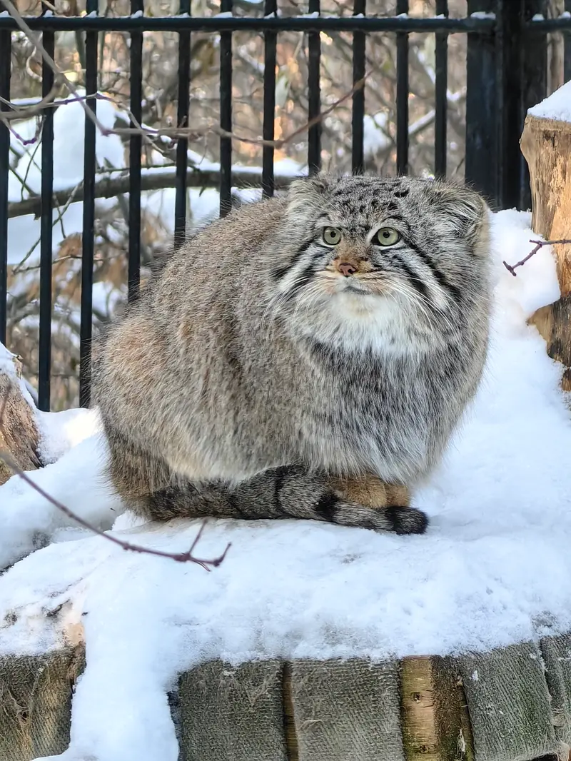 Фотография Евчика 2024 Г.р. Ⅳ в Новосибирском Зоопарке