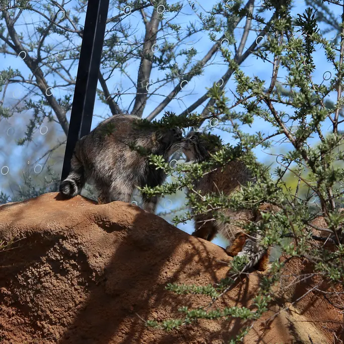 Фотография Принцессы и Спая в Пражском Зоопарке