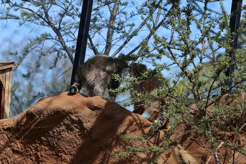 Фотография Принцессы и Спая в Пражском Зоопарке