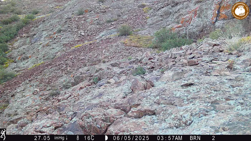 Фотография Казахскаи Пищухи с фотоловушки Жанатор [новинка]