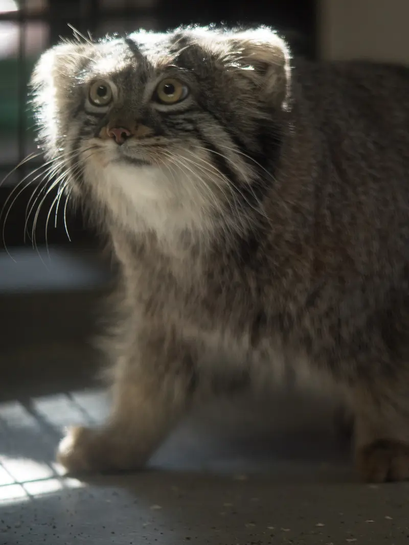 Фотография Фиги в Зоопарке Ногеяме