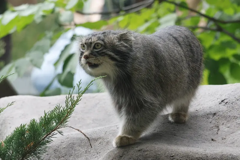 Фотография с манулом