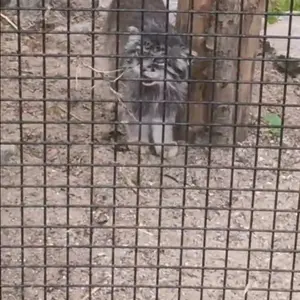 Фотография с манулом в Лилльском Зоопарке