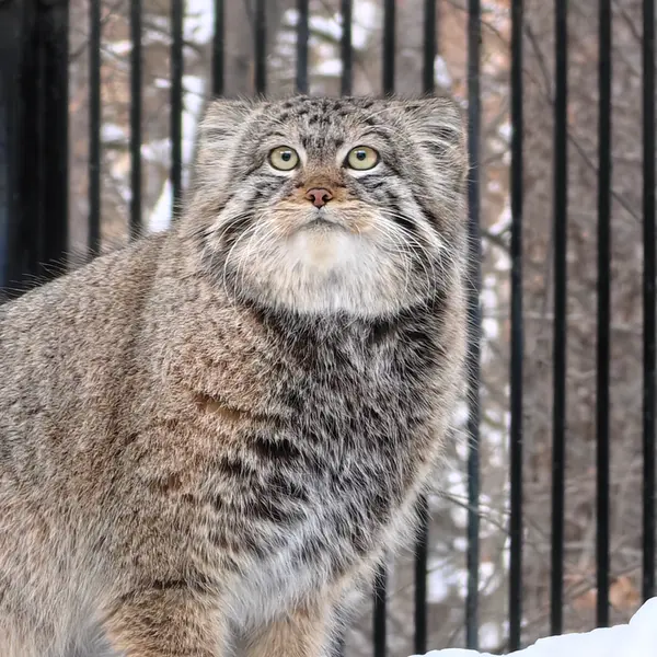 Фотография Евчонока 2023 Г.р. Ⅳ в Новосибирском Зоопарке