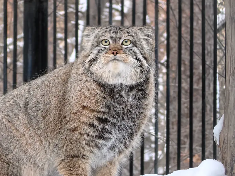 Фотография Евчонока 2023 Г.р. Ⅳ в Новосибирском Зоопарке