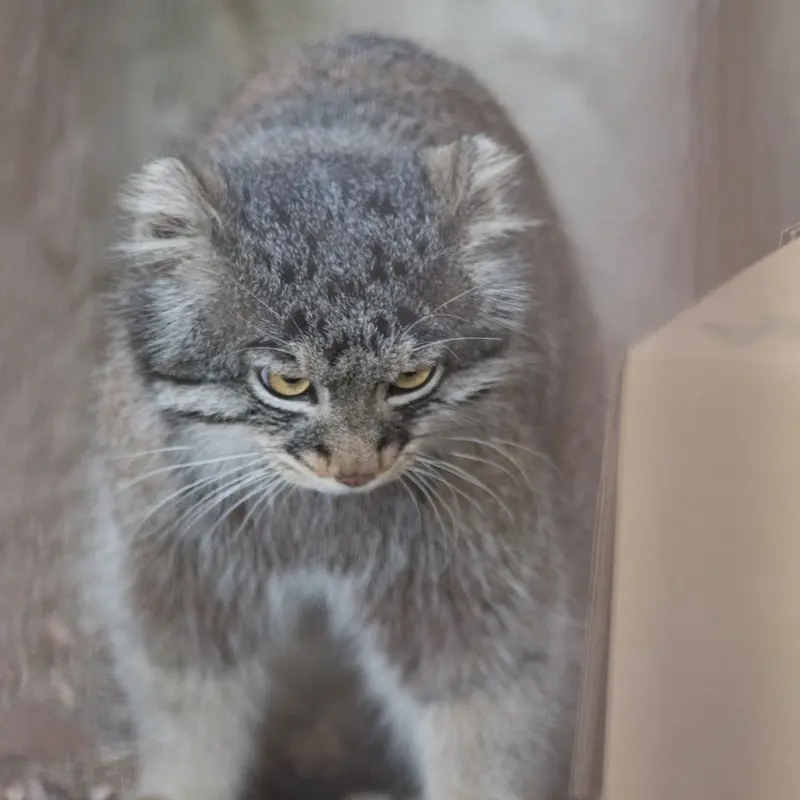 Фотография Фиги в Зоопарке Ногеяме