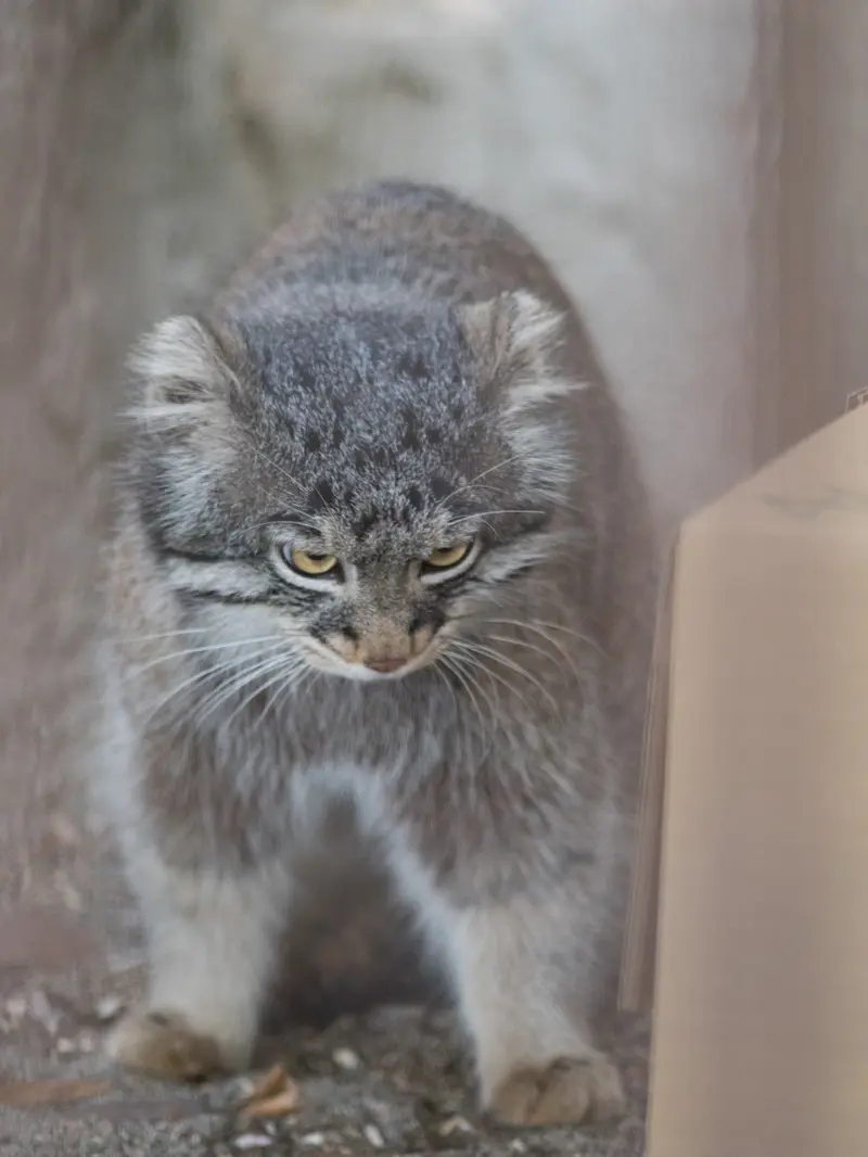 Фотография Фиги в Зоопарке Ногеяме