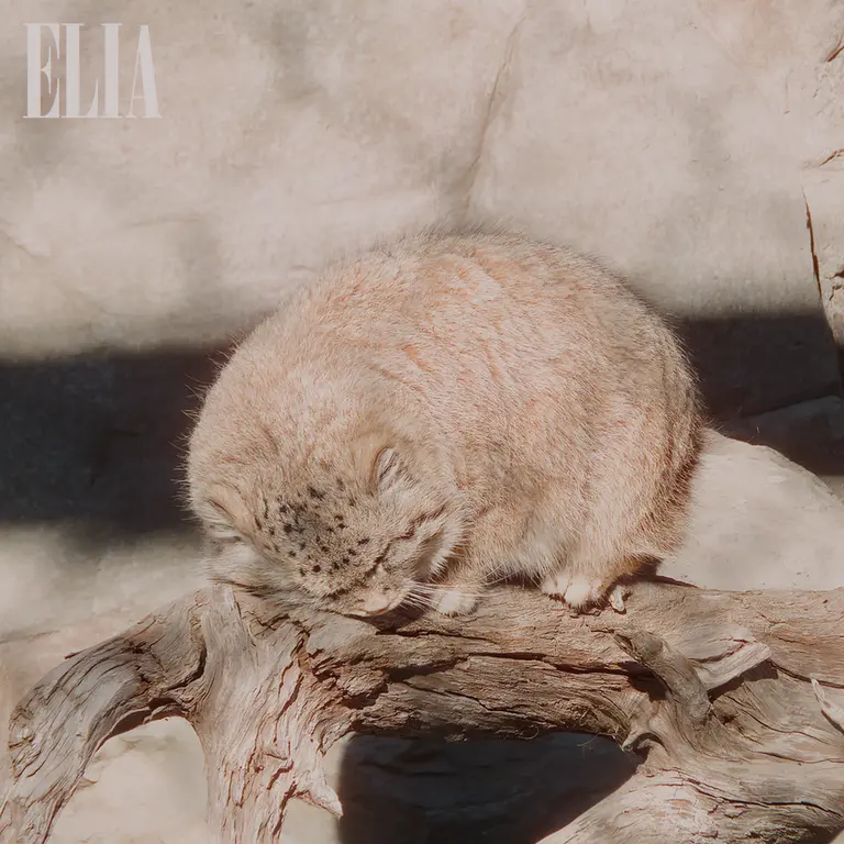 Фотография Олафа в Зоопарке Калгари / Институте Уайлдере