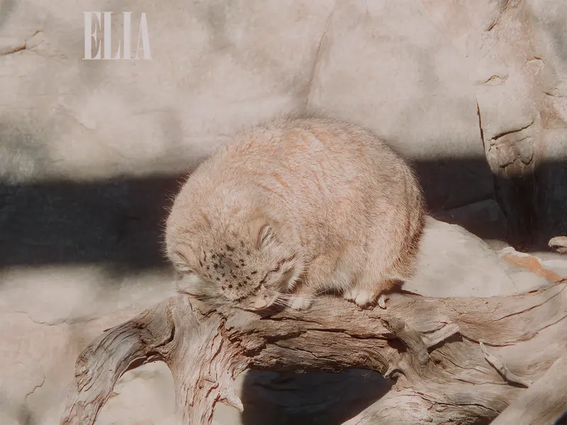 Фотография Олафа в Зоопарке Калгари / Институте Уайлдере