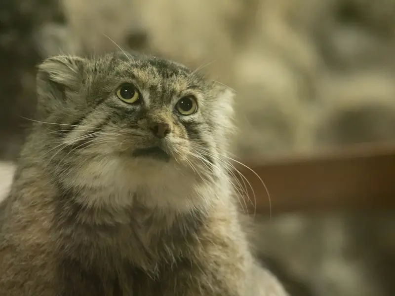 Фотография Примулы в Зоопарке Уено