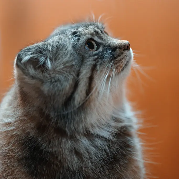 Фотография Лотоса в Зоопарке Асахияма