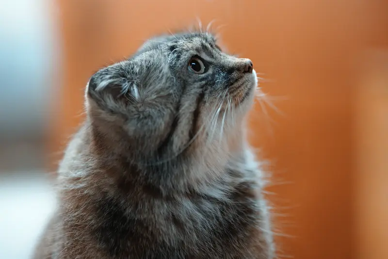 Фотография Лотоса в Зоопарке Асахияма