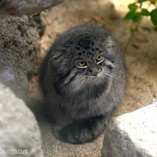 Фотография Нара в Царстве Животных Кобе