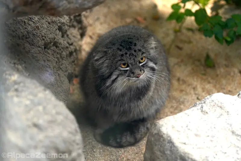 Фотография Нара в Царстве Животных Кобе