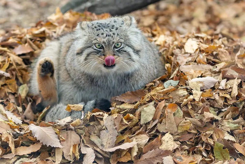 Фотография Лотоса в Детском зоопарке Сайтама