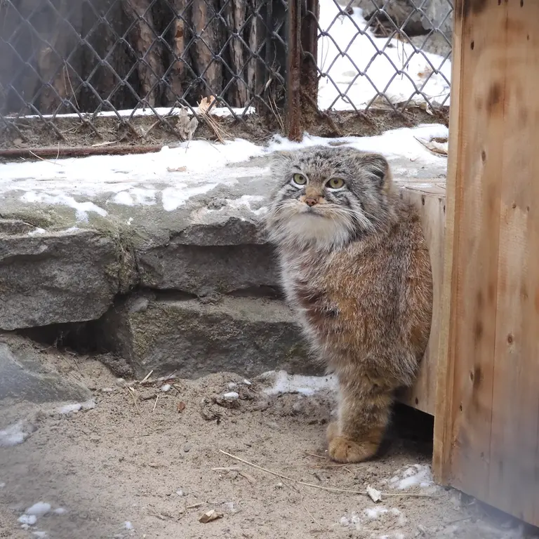 Фотография Руфа в Новосибирском Зоопарке