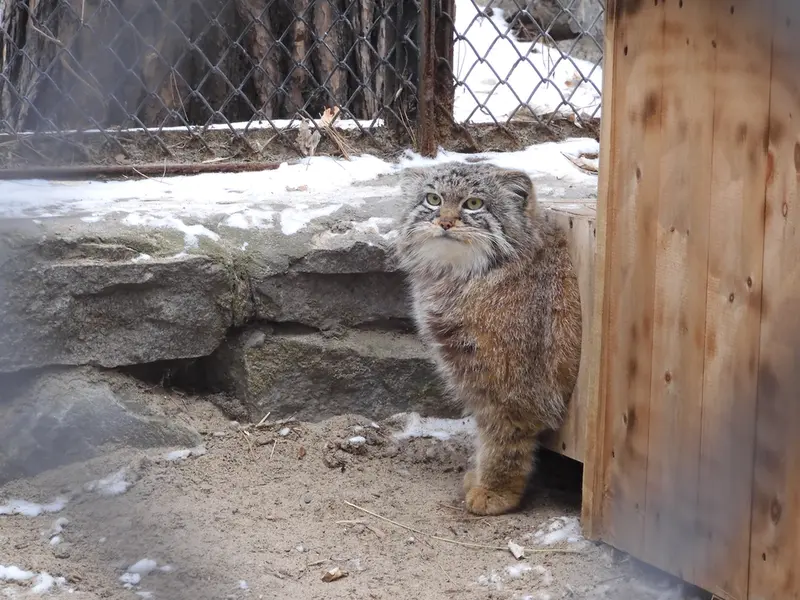 Фотография Руфа в Новосибирском Зоопарке