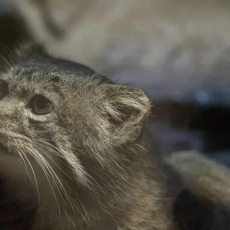 Фотография Клёна в Зоопарке Уено