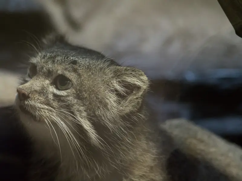 Фотография Клёна в Зоопарке Уено