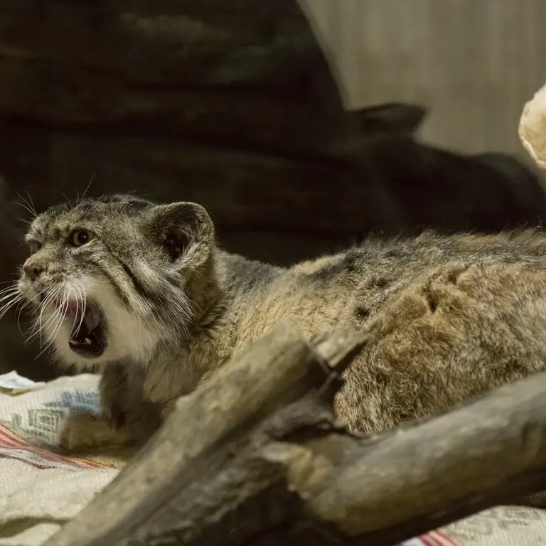 Фотография Примулы в Зоопарке Уено