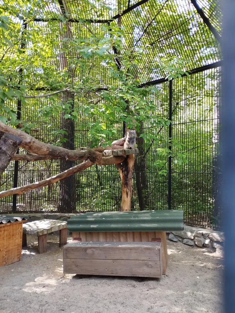 Фотография с манулом в Новосибирском Зоопарке