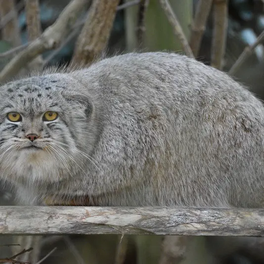 Фотография Бат-Эрдэнэ в Парке диких животных Порт-Лимпн