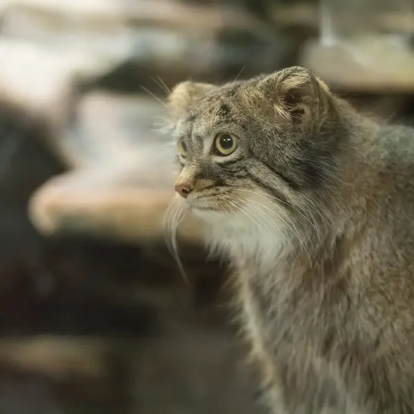 Фотография Фиги в Зоопарке Уено