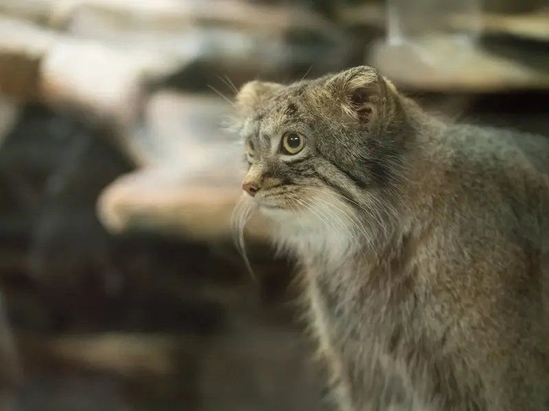 Фотография Фиги в Зоопарке Уено