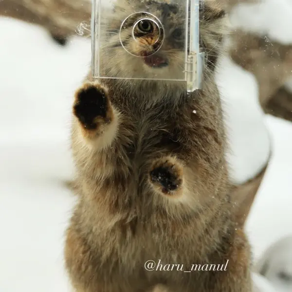 Фотография Полли в Царстве Животных Насу
