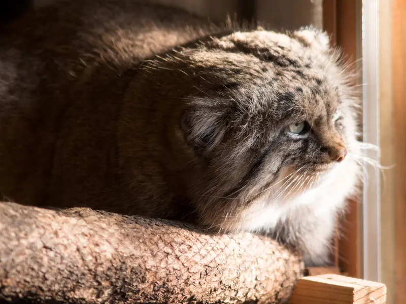 Фотография Лотоса в Детском зоопарке Сайтама