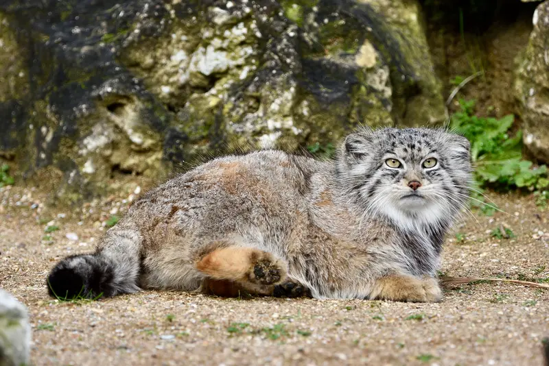 Фотография Наму в Парке диких животных Порт-Лимпн