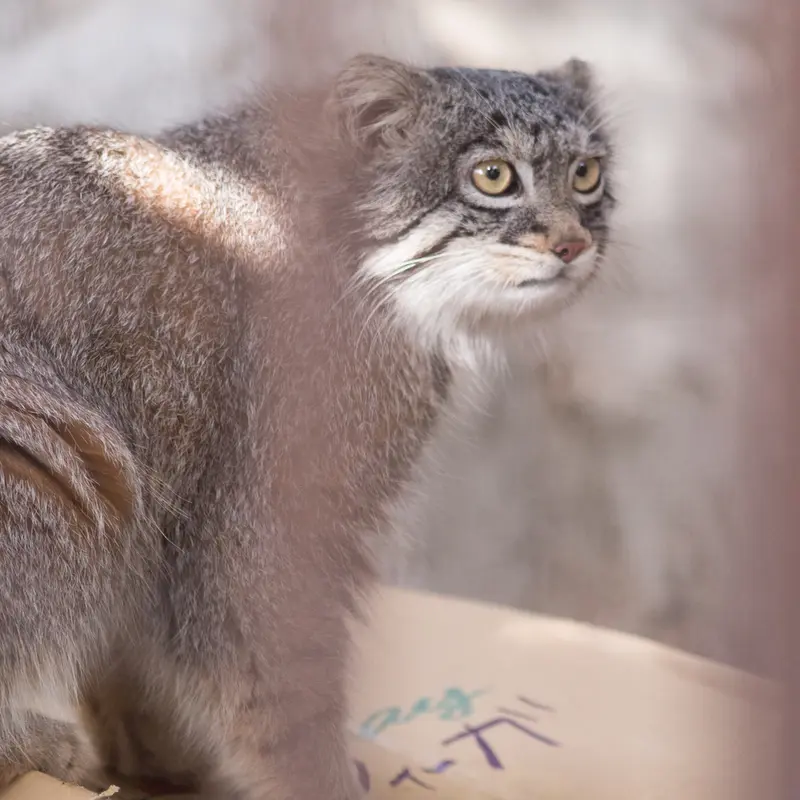 Фотография Фиги в Зоопарке Ногеяме