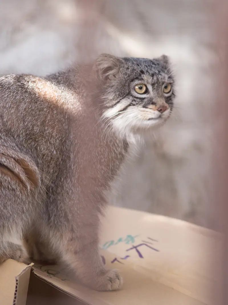Фотография Фиги в Зоопарке Ногеяме