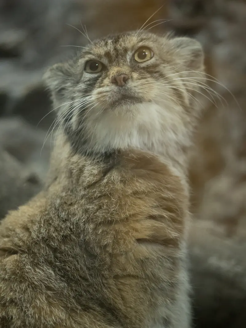 Фотография Примулы в Зоопарке Уено