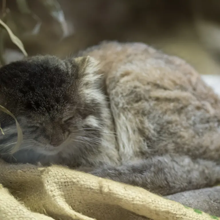 Фотография Клёна в Зоопарке Уено
