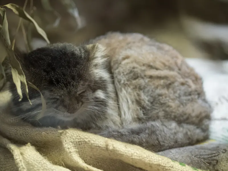 Фотография Клёна в Зоопарке Уено