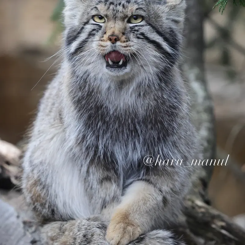 Фотография Нагому в Царстве Животных Насу