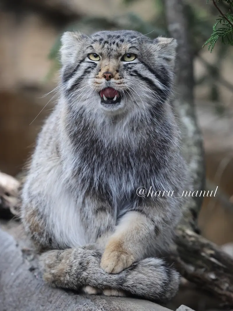 Фотография Нагому в Царстве Животных Насу